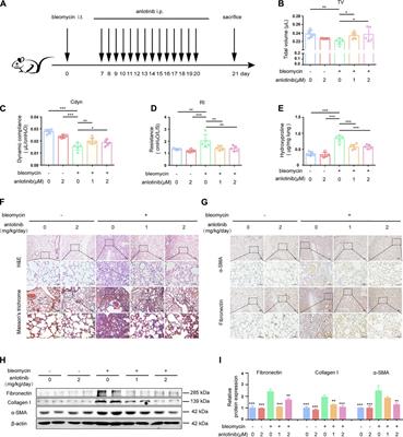 Anlotinib Inhibits PFKFB3-Driven Glycolysis in Myofibroblasts to Reverse Pulmonary Fibrosis